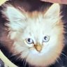 MaryZ9999 profil fotoğrafı