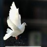 pınardeniz 31's profile picture