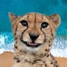 Фото профиля Ingenuous Firebrand 🐆🇺🇸