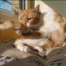 Selenita profil fotoğrafı