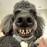 Profilbild von Human Eyes - WH Teeth