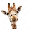 Giraffe profil fotoğrafı