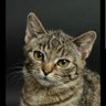 Cats and Nature ☘️'s profile picture