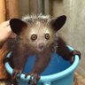 アイアイ's profile picture