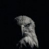 Profilbild von SW 🦅