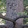WoodEarth's profile picture