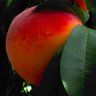 Peachpatriot45 profil fotoğrafı