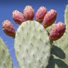 Фото профиля Cactus1769