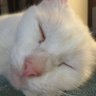 Robert K. Allen's profile picture