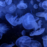 Profilbild von アカクラゲ