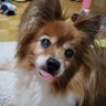 MAYU犬's profile picture