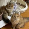 ラピ⭐️チャチャ 的头像