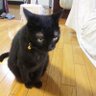 しん profil fotoğrafı