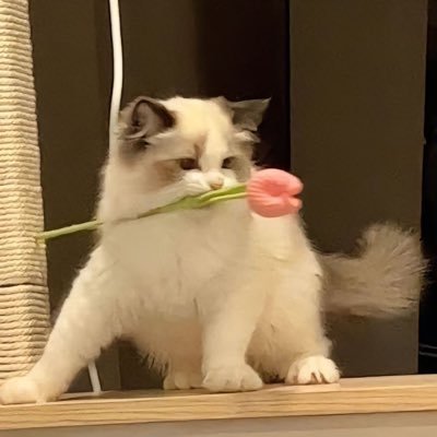 ADxyTu's profile picture