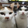 Profilbild von はるママ