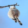 抹茶もんぶらん profil fotoğrafı
