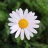 Profilbild von 🌼kır papatyası🌼