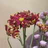 Фото профиля 🌼