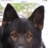 Profilbild von German Shepherd Lover