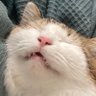 Фото профиля さだぴちゃ