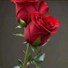 Фото профиля qala_74