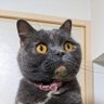 izumi profil fotoğrafı
