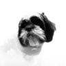 Lilytheshitzu's profile picture