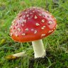 SaltedFungi's profile picture