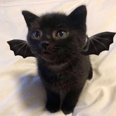 hodu915's profile picture
