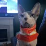 Chihuahua Sphynx Momma profil fotoğrafı