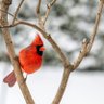 Cardinal in the air 的头像