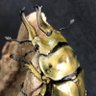 くわがたむし profil fotoğrafı