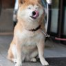 Profilbild von 春から本気出すシバイヌ