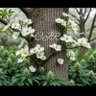 Фото профиля Dogwood Dave