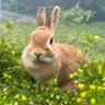 ごま🐰(飼い主:あるじ)'s profile picture