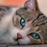 るるまる profil fotoğrafı