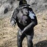 transfer portal primate 🚂 profil fotoğrafı