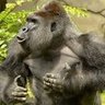 Фото профиля Harambe Skawk