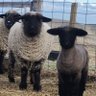 Anti-Proxy War Liberty Lambs 🇺🇸 的头像