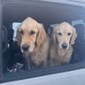 Bob and Dug's profile picture