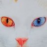 Sin=蜃 profil fotoğrafı