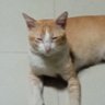 kukurucinguknguk's profile picture