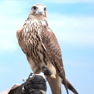 Bu_Faisal87's profile picture