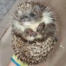 Profilbild von Душний Їж 🦔