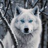 king wolfie🐺 profil fotoğrafı