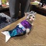 Ratchel Jake profil fotoğrafı