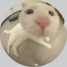 Profilbild von rissa
