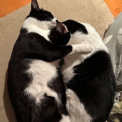 レモンとあんこ's profile picture