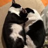 レモンとあんこ 的头像