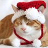 Profilbild von CatRa